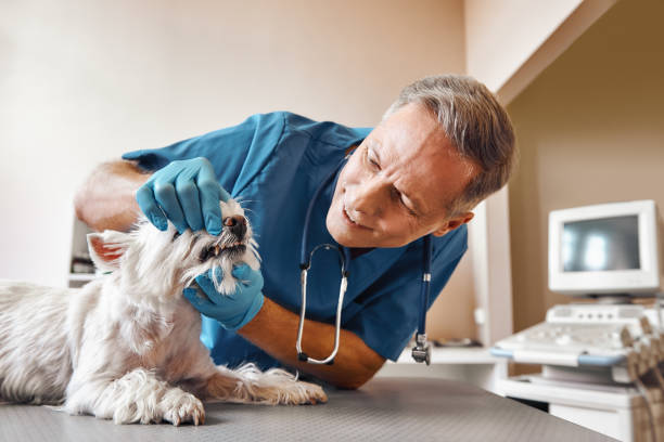  Rocky Top, TN Emergency Dentist Pros